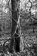 Entwined